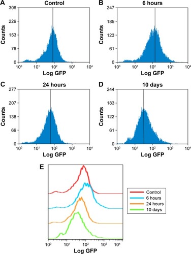 Figure 4 ZnO NPs induced the production of ROS in HaCaT cells.Notes: Cells grown in a culture plate were treated with nanoparticles at 20 μg/mL for (A) 0, (B) 6, or (C) 24 hours, or (D) 10 days, washed with cold phosphate-buffered saline, and then incubated with DCFH-DA. The samples were measured by flow cytometry. (E) Relative analysis of each sample by software FlowJo 7.6. The x-axis shows the intensity of fluorescence representing the level of ROS, and the y-axis shows the measured cell quantity.Abbreviations: ROS, reactive oxygen species; DCFH-DA, 2′,7′-dichlorodihydrofluorescein diacetate.