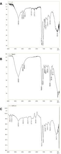 Figure 3 FTIR spectra of (A) lactoferrin (“Lf”), (B) thiolated lactoferrin (“Thiol Lf”) and (C) lactoferrin-bearing gold nanocages (“AuNCs-Lf”).