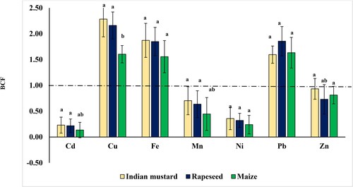 Figure 3. Bioconcentration factors (BCF) of heavy metals of the three oil crops: Indian mustard, rapeseed, and maize in the experimental rotation system. Means with different letters are significant at P < 0.05, the standard deviation is denoted as ± SD (n = 3).