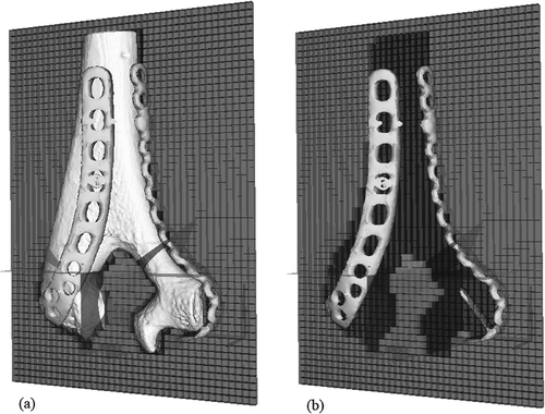 Figure 4. One plane of the 3D grid used by the weighting scheme for a 13C3 fracture: (a) grid with bone model in place; (b) grid with bone model removed.