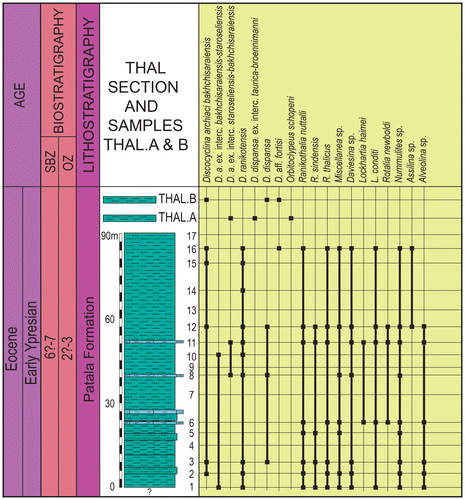 Figure 6. Lithostratigraphic column of Patala Formation in THAL Section and distribution of LBF with inferred orthophragminid and larger benthic foraminiferal zones. SBZ- shallow benthic zones by Serra-Kiel et al. (Citation1998). OZ- orthophragminid zones by Less (Citation1998), Less et al. (Citation2007) and updated by Özcan et al. (Citation2010).