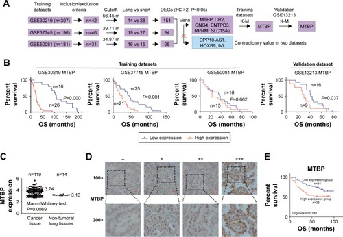 Figure 1 MTBP is identified as a poor prognostic biomarker of stage I lung adenocarcinoma.