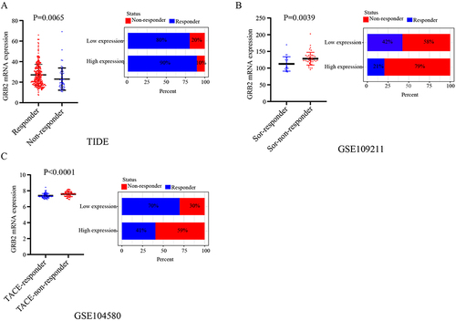 Figure 10 (A) Overexpression of GRB2 predicted a better immunotherapy response (p < 0.01). (B) Overexpression of GRB2 predicted resistance to Sorafenib. (C) Low-expression GRB2 had a better TACE response.