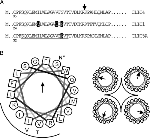 Figure 9.  Organization of the putative CLIC TMD. Part A: selected regions of 3 CLICs aligned at the putative 18-residue TMD (underlined). The first cysteine residue in each sequence is numbered, and differences within the TMD are highlighted (rat and human CLIC4 are identical in this region). CLIC4 was truncated where indicated. Part B is a helical wheel projection of the TMD from N to C (D. Armstrong and R. Zidovetzki, http://rzlab.ucr.edu/scripts/wheel/wheel.cgi) with a “tetrameric pore” cartoon. Squares, circles and polygons indicate relatively hydrophobic or hydrophilic residues, or residues with positively charged side chains, respectively. The arrow and the arc indicate the direction of the hydrophobic moment, and suggested pore-lining residues, respectively. The alternative residues in CLIC1 (all 3) and CLIC5A (starred residue only) are also shown.