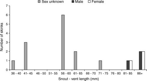 Fig. 1  Size-class distribution of Open Bay Island skinks (Oligosoma taumakae) caught on Taumaka and Popotai Islands. The four apparent size-classes may correspond to four age classes, in which case maturity would be reached once skinks are c. 3 years old. Long-term data from individually-marked animals will be needed to fully reveal the life-history traits of this little-known species.