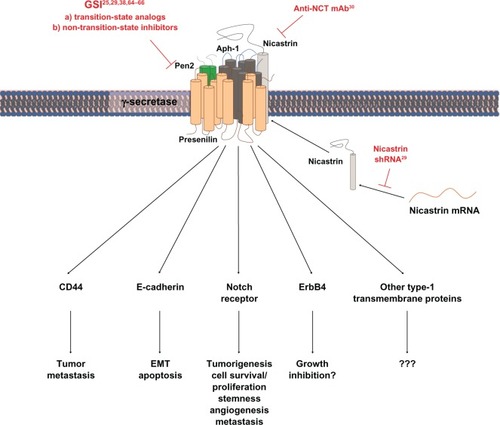 Figure 1 Schematic description of approaches that have been used to suppress γ-secretase activity in breast cancer studies and of signaling pathways that are possibly affected by γ-secretase inhibition.