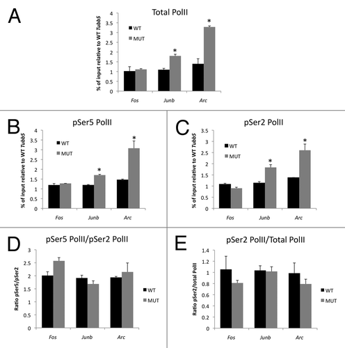 Figure 4 Enhanced association of elongation-competent RNA polymerase II with the Junb and Arc promoters in Mecp2 mutant mice. (A) ChIP was performed from striatum with an antibody that recognizes the large subunit of RNA Polymerase II. Pulldown quantities were normalized to the input for each experiment and relative quantities on each promoter were scaled to the constitutively expressed gene Tubb5. (B and C) ChIP was performed from striatum with antibodies that selectively recognize the Ser5 (B) or Ser2 (C) phosphorylated forms of the large subunit of RNA polymerase II. Pulldown quantities were normalized to the input for each experiment and relative quantities on each promoter are scaled to the constitutively expressed gene Tubb5. (D) No difference in pSer5:pSer2 ratio at IEG promoters in Mecp2 WT and MUT mice. (E) No difference in percentage of total PolII phosphorylated at Ser2 at IEG promoters in Mecp2 WT and MUT mice. n = 2 independent pools of 3–4 mice/group, *p < 0.05 MUT vs. WT.