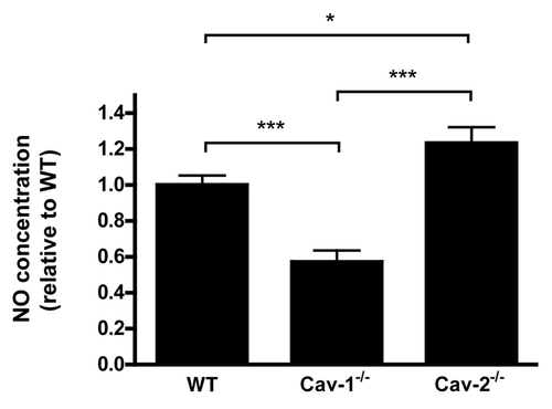 Figure 7 NO levels in the peritoneal lavage correlate with the permeability levels in WT and Cav-2-/- mice. Twelve hours after saline or LPS injection, HBSS was used to wash the peritoneal cavity of Cav-1-/-, Cav-2-/- or WT mice. The peritoneal lavage was submitted to a NO assay. Each group was composed of 6–7 mice. Cav-2-/- mice showed increased levels of NO in the peritoneal lavage compared to WT mice (*p < 0.05). Basal values: WT-22.60 ± 5.67 µM, Cav-1-/--20.89 ± 4.42 µM, Cav-2-/--26.60 ± 4.67 µM.