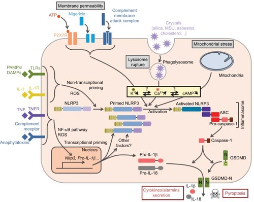 Figure 2 Control of NLRP3 inflammasome assembly.Notes: Inflammasome formation requires coordinated NLRP3 priming and activation. PAMPs/DAMPs and cytokines prime NLRP3 through rapid post-translational modifications (non-transcriptional priming) and then NF-κB-dependent transcriptional upregulation of NLRP3 and putative other factors (transcriptional priming). Activation signals are provided by various stress signals including change in plasma membrane permeability, lysosome rupture, and metabolic stress. Downstream signaling pathways rely on cytosolic K+ decrease. Increase in cytosolic Ca2+ and decrease in cAMP are also often observed. NLRP3 activation results in inflammasome assembly and caspase-1 activation.Abbreviations: PAMPs, pathogen-associated molecular patterns; DAMPs, damage-associated molecular patterns; TLR, Toll-like receptor; TNFR, tumor necrosis factor receptor; MSU, monosodium urate; ROS, reactive oxygen species; GSDMD, gasdermin-D; ASC, apoptosis-associated speck-like protein containing a CARD domain.