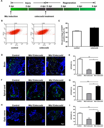 Figure 3 Cell sorting of oligodendrocytes and GFP-expressing cells in adult Tg (mbp:nfsB-egfp) zebrafish following celecoxib treatment. (A) Timeline of Mtz induction and celecoxib treatment. (B) GFP-positive cell sorting by flow cytometry in the control and celecoxib-treated groups. Note the increased number of GFP-positive cells in the celecoxib-treated group compared to the control group (C; Student’s t-test). (D, F and H) Immunostaining of GFP expression on transverse sections taken through brain (D), spinal cord (F) and optic nerve (H) in control, Mtz+/celecoxib− group, and Mtz+/celecoxib+ groups. Note that the ratios of GFP/DAPI increase significantly in Mtz+/celecoxib+ group (E, G and I; ANOVA). *P<0.05; **P<0.01.