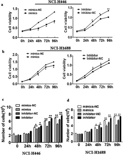 Figure 3. Effects of miR-485-5p and its inhibitor on the cell proliferation ability in NCI-H446 and NCI-H1688 cells. Cell viability was determined by MTS assay(a,b) and trypan blue exclusion assay(c,d) and expressed as mean ± SEM from three independent experiments. (a), NCI-H446 cells were transfected with miR-485-5p mimics or mimics-NC and miR-485-5p inhibitor or inhibitor-NC; (b), NCI-H1688 cells were transfected with miR-485-5p mimics or mimics-NC and miR-485-5p inhibitor or inhibitor-NC; (n = 3, *p < 0.05). (c), NCI-H446 cells were transfected with miR-485-5p mimics or mimics-NC and miR-485-5p inhibitor or inhibitor-NC; (d), NCI-H1688 cells were transfected with miR-485-5p mimics or mimics-NC and miR-485-5p inhibitor or inhibitor-NC; (n=3, *p<0.05).