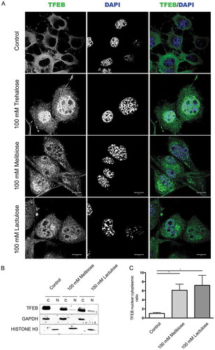 Figure 7. Melibiose and lactulose induce TFEB nuclear translocation. (a) IF analysis of TFEB localization performed on NSC34 cells treated with 100 mM trehalose, 100 mM melibiose or 100 mM lactulose for 48 h. Nuclei were stained with DAPI (blue) (63X magnification). Scale bar: 10 μm. (b) WB analysis of cytoplasmic (C) and nuclear extracts (N) on NSC34 cells untreated (control) or treated with 100 mM melibiose or 100 mM lactulose for 48 h. GAPDH and histone H3 were used as internal loading control for cytoplasmic and nuclear fractions, respectively. (c) The bar graph represents the mean ± SD for n = 4 independent samples of nuclear:cytoplasmic TFEB ratio compared to untreated cells (*p < 0.05 one-way ANOVA with Tukey’s test).