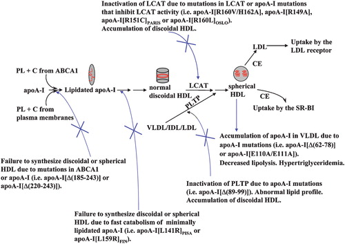 Figure 5 Schematic representation of the defects in the HDL pathway that can account for 1) lack of HDL synthesis due to mutation in ABCA1 or carboxy‐terminal apoA‐I deletions that affect cholesterol efflux; 2) hypertriglyceridemia induced by the apoA‐I[Δ(62–78)] and apoA‐I[Glu110Ala/Glu111Ala] mutants; 3) the high plasma cholesterol levels, inhibition of PLTP activity, and accumulation of discoidal HDL particles that is induced by the apoA‐I[Δ(89–99)] mutant; and 4) accumulation of discoidal HDL due to LCAT deficiency or apoA‐I mutations that cause depletion of plasma LCAT and either prevent formation of discoidal and spherical HDL (apoA‐I[Leu141Arg]PISA, apoA‐I[Leu159Arg]Fin) or cause accumulation of discoidal HDL (apoA‐I[Arg149Ala], apoA‐I[Arg151Cys]Paris, apoA‐I[Arg160Leu]Oslo and apoA‐I[Arg160Val/His162Ala)]). PL = phospholipids; C = cholesterol; TC = total cholesterol; CE = cholesteryl esters.