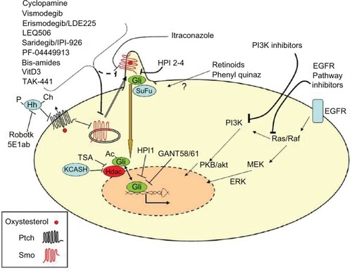 Figure 1 The Hh pathway critical components which could be targeted by potential antibasal cell carcinoma drugs.