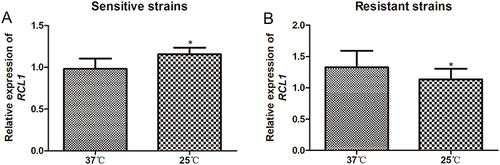 Figure 2 Expression of RCL1 in C. albicans under diverse temperature conditions. (A) RCL1 expression in sensitive C. albicans at 37°C or 25°C. N = 14. (B) RCL1 expression in ITR-resistant C. albicans at 37°C or 25°C. N = 14. *P < 005, compared with the strains cultured at 37°C.