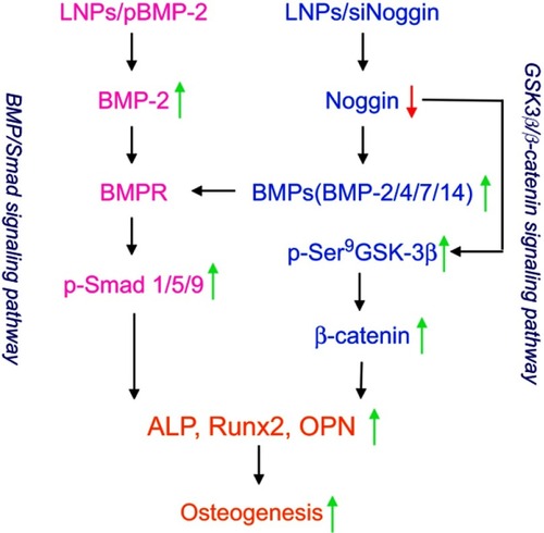 Scheme 1 Possible signaling pathways and roles of LNPs/siNoggin and LNPs/pBMP-2 for osteogenesis.