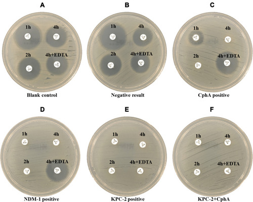 Figure 3 The representative photograph of CIM-s results in Aeromonas. The meropenem disks were immersed in 2mL supernatant or supernatant with 0.5M EDTA and incubated for 1h, 2h and 4h respectively. (A) Blank control. (B) Negative result. (C–F) Positive results, CphA (C) NDM-1 (D), KPC-2 (E) or KPC-2 + CphA (F).