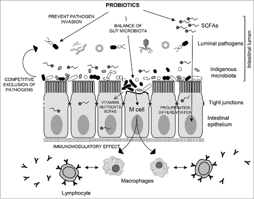 Figure 3. Schematic representation of the cross-talk interaction of indigenous microbiota and probiotics with the intestinal epithelium. Intestinal microbiota protects the mucosa from adherence and invasion by exogenous pathogens and thus assists in balance microbiota maintenance and prevention of dysbiosis. These probiotic bacteria may also allow beneficial effects through release of nutrients (vitamins, SCFAs, sugars). Intestinal absorption of SCFAs translates into reinforcement of the intestinal epithelial cells. Indigenous microbes and probiotics would also interact M cells and consequently modulate innate and adaptive immunity by activating release of macrophages and cytokines including IL-4, TGF-β, IL-5, IL-6, and IL-10. M cells in Peyer's patches may contribute to present microbial antigens to naive T cells, allowing IgA antibody-mediated mucosal response.