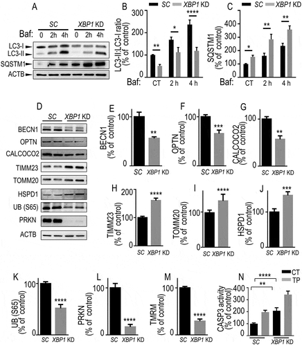 Figure 3. Endogenous XBP1s lowers mitophagic response. (A-C) SH-SY5Y cells stably expressing either control (scrambled, SC, black bars) or Xbp1 shRNA (Xbp1KD, gray bars) were either treated or not with bafilomycin A1 (Baf 100 nM for the indicated times) then examined by western blot (see Methods) for LC3-II:LC3-I ratio (A and B, N = 9, one-way ANOVA, Tukey’s multiple comparison test), SQSTM1 (A and C, N = 6, Kruskal Wallis multiple comparison). (D-L) BECN1 (D and E, N = 6, Mann-Whitney test), OPTN (D and F, N = 9, Student’s t test), CALCOCO2 (D and G, N = 6, Mann-Whitney test), TIMM23 (D and H, N = 9, Student’s t test), TOMM20 (D and I, N = 12, Mann-Whitney test), HSPD1 (D and J, N = 9, Student’s t test), UB (S65) (D and K, N = 9, Student’s t test) and PRKN (D and L, N = 9, Student’s t test) protein expressions in SC or XBP1 KD cells. ACTB expressions are provided in (A and D) as controls of protein load. (M) Mitochondrial potentials of SC and XBP1 KD cells were analyzed by flow cytometry as described in Methods (N = 15, analyzed by Student’s t test). (N) CASP3 activity expression was measured in basal and TP-stimulated conditions as described in Methods (N = 12, analyzed by One-way ANOVA followed by Sidak’s multiple comparison test). (B-N) Data are expressed as percent of SC (CT) cells (taken as 100%) and are the means ± SEM of 2–5 experiments performed in triplicates. Statistical significances are * P < 0.05, ** P < 0.01, *** P < 0.001, ****, P < 0.0001