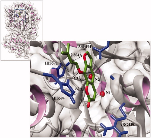 Figure 6. Interactions between isoimperatorin and Jack bean urease (PDB ID 3LA4) at the active site, generated using Discovery studio 2.1.0. The light silver colour shows the backbone of the urease protein in solid ribbon format. Carbon and oxygen atoms of the ligand molecule are shown in green and red, respectively. The interacting residues are shown in blue, while the dotted lines indicate the binding distances (Å).