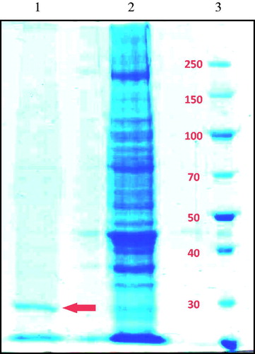 Figure 1. SDS-polyacrylamide gel electrophoresis of the gill CA (line 1: purified sturgeon gill CA, line 2: the homogenate of sturgeon gill, line 3: standard proteins).