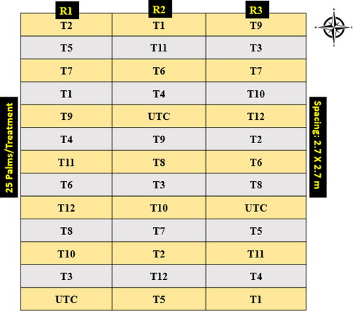 Figure 1. A schematic diagram representing randomization and assigning 13 treatments in RCBD design with three replications under field conditions.