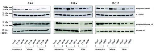 Figure 4. Immunoblot analysis of α-Tubulin and histone H3 acetylation in urothelial cancer cell lines after treatment with the HDAC6 inhibitors Tubacin, ST-80, and Tubastatin A. Levels of acetylated and total α-Tubulin (50 kDa, top) and Histone H3 (17 kDa, bottom), respectively, were determined in the urothelial cancer cell lines T-24, 639-V, and RT-112 after 24 h treatment with the indicated doses of Tubastatin A, Tubacin, and ST-80. DMSO served as solvent control. Data for histone H3 in 639-V was rearranged from the same membrane for the sake of keeping the same order of samples.