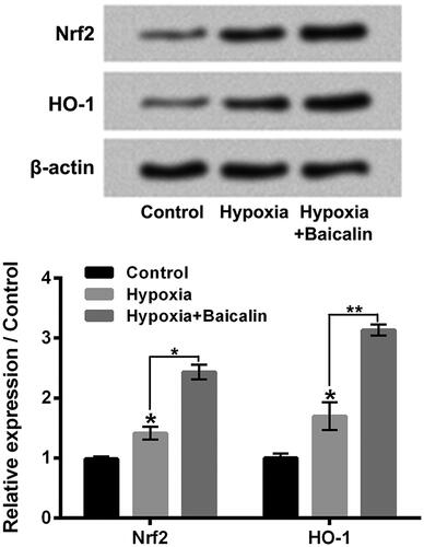 Figure 5. Baicalin enhanced the hypoxia-caused activation of Nrf2/HO-1 pathway. H9c2 cells were subjected to 75 μM baicalin treatment for 24 h under hypoxia condition. The Nrf2 and HO-1 expressions were tested. N = 3. **p < .05, **p < .01.