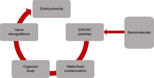 Figure 3 Schematic showing the relationship between SWCNTs and embryotoxicity.Notes: Water and/or food could be contaminated by SWCNTs; therefore, these particles can penetrate organism and embryonic cells and thereby induce apoptosis and/or cell death via the alteration of their key regulators genes.Abbreviation: SWCNTs, single-walled carbon nanotubes.