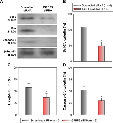 Figure 4 Effects of IGFBP3-specific siRNA on Bcl-2, Bax, and active caspase-3 expression levels in A431 cells.