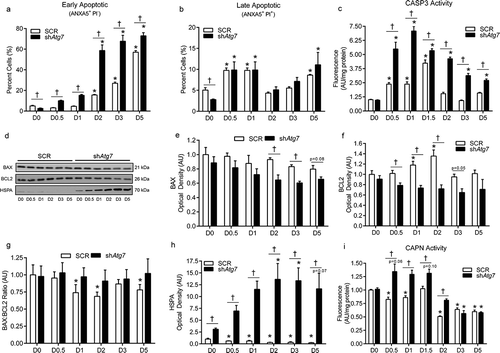 Figure 2. Autophagy-deficiency during myoblast differentiation augments apoptotic signaling, ER-stress responses, and cell death. Quantitative analysis of early apoptotic (ANXA5+ PI−) cells (a), late apoptotic (ANXA5+ PI+) cells (b), and CASP3 activity (c) in SCR and shAtg7 cells during differentiation. Representative immunoblots (d) and quantitative analysis (e, f, g, h) of BAX, BCL2, and HSPA (as well as calculated BAX:BCL2 ratio) in SCR and shAtg7 cells during differentiation. Quantitative analysis of CAPN activity (i) in SCR and shAtg7 cells during differentiation. *p < 0.05 compared to D0 (within group). †p < 0.05 between groups at the same time point.