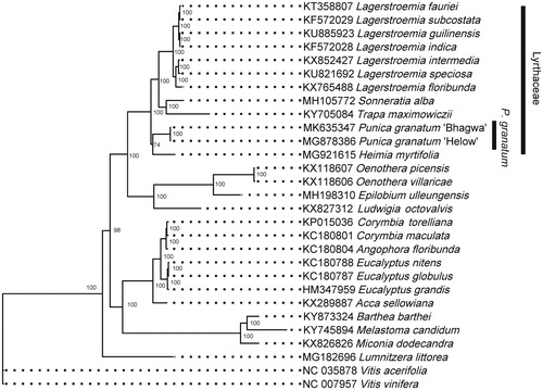 Figure 1. Phylogenetic position of P. granatum within order Myrtales. Phylogenetic tree was constructed using ML method. Numbers in the nodes were the support values.
