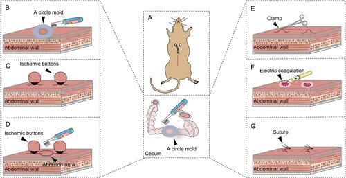 Figure 1. Diagram of the groups and operations in the standardized mouse abdominal adhesion models explored. (A). Sham group. (B). Brush group. (C). Ischemic button (IB) group. (D). Brush and ischemic button (BIB) group. (E). Clamp group. (F). Electric coagulation (EC) group. (G). Suture group.