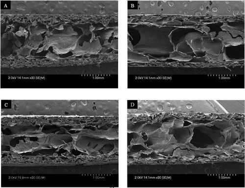 Figure 3. Scanning electron micrographs of cross-sections of SBFs conditioned at 4°C or 65°C. (A) Potato starch (4°C); (B) potato starch (65°C); (C) corn starch (4°C); and (D) corn starch (65°C).Figura 3. Micrografías electrónicas de barrido de la sección transversal de MTE acondicionadas a 4°C o 65°C. (A) almidón de papa (4°C): (B) almidón de papa (65°C); (C) almidón de maíz (4°C); (D) almidón de maíz (65°C).