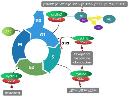 Figure 1. Schematic overview of the cell cycle. The cell cycle goes through G0, G1, S, G2 and M phases to complete the division. The progression is regulated by the expression and activation of cell cycle proteins including cyclins, CDKs and CDKIs.