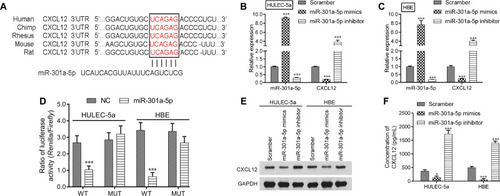 Figure 4 MiR-301a-5p repressed CXCL12 expression by targeting the 3ʹUTR. (A) The predicted miR-301a-5p target sequence in the 3ʹUTR of CXCL12 mRNA. (B) Luciferase reporter assays were performed using HULEC-5a and HBE cells that had been co-transfected with miR-301a-5p or the NC together with WT or MUT CXCL12. Each treatment was performed in triplicate in three independent experiments. Results are expressed as relative luciferase activity (Firefly LUC/Renilla LUC) and were analyzed by Student’s t-test. HULEC-5a or HBE cells were transfected with miR-301a-5p mimics, the inhibitor or scramble, and then used for an analysis of miR-301a-5p and CXCL12 expression by qRT-PCR (C-D), as well as for an analysis of CXCL12 protein expression by Western blotting (E) and ELISA (F). Data are expressed as the mean ± SD. *** P < 0.001, compared with the NC or scramble.