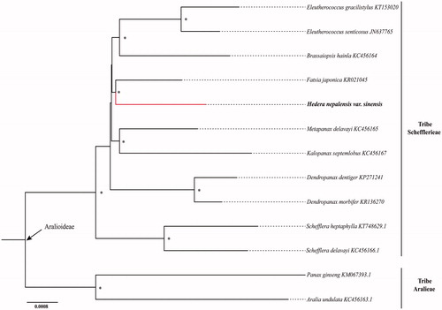 Figure 1. The phylogenetic tree based on 13 complete chloroplast genome sequences (accession numbers were listed behind their names and ‘*’ indicates the bootstrap support values >95%).