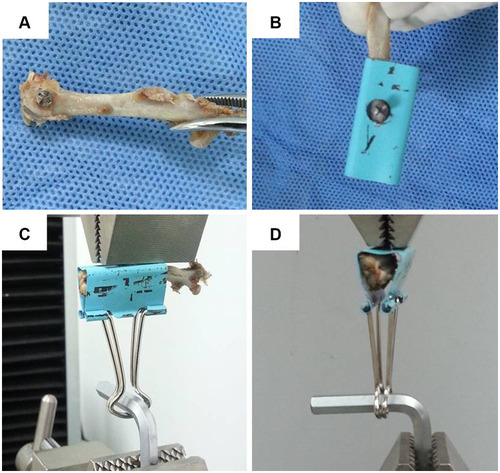 Figure 1 Experimental set-up for pull-out analyses: (A) The position of screw at the distal femur, and (B–D) show the mounted femur in the material testing machine.