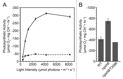 Figure 2 Photosystem I-mediated electron transport in Synechocystis 6803 strains. Oxygen consumption was monitored on a Clark-type electrode in whole cells (A) or in isolated membranes (B) adjusted to a chlorophyll concentration of 5 µg/ml. WT (circle, line) and ΔgshB (square, dashed) cells were suspended in BG11 medium and measured in the presence of 20 µM 3-(3,4-dichlorophenyl)-1,1-dimethylurea (DCMU ), 1 mM sodium ascorbate, 2 mM methyl viologen and 1 mM 3,6-diaminodurene at varying light intensities using neutral density filters (A). (B) Membranes from WT, ΔgshB and the complemented ΔgshB/T2086 strain were harvested from cells following breakage and centrifugation. Oxygen consumption was measured at a saturating light intensity of 8,250 µmol photons m−2 s−1 red light. Membranes were suspended in measuring buffer consisting of 50 mM Hepes (pH 7.5), 10 mM NaCl, 5 mM MgCl2, 1 mM KCN , 20 µM DCMU, 10 µg/ml superoxide dismutase (Sigma), 0.1 mM dichlorophenolindolphenol and 1 mM methyl viologen (B). Error bars represent SE of three measurements for whole cells and from three independent membrane preparations for WT and ΔgshB. The ΔgshB/T2086 value represents a single measurement.