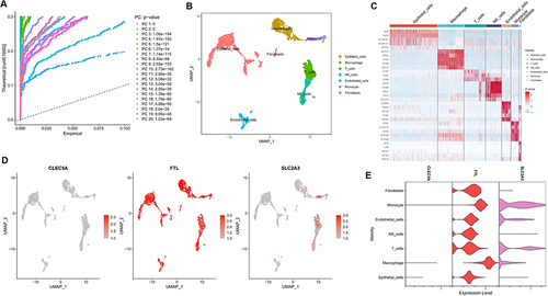 Figure 6 Analyses of single cell RNA sequencing data from lung tissue of COPD patients. (A) PCA was used for linear dimension reduction and the top 20 PCs were selected according to p-value. (B) UMAP plot of 9 cell subgroups shown by different colors. (C) Heat map showed the relative expression of marker genes for the 9 cell subgroups. Red represents high expression; blue represents low expression. (D and E) Expression of CLEC5A, FTL and SLC2A3 in the 9 cell subgroups.