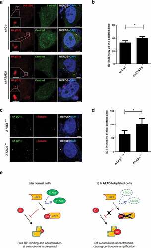 Figure 7. ATAD5 depletion increases ID1 signals at the centrosomes.