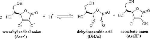 FIGURE 1 Disproportionation reaction of ascorbyl radical anion.