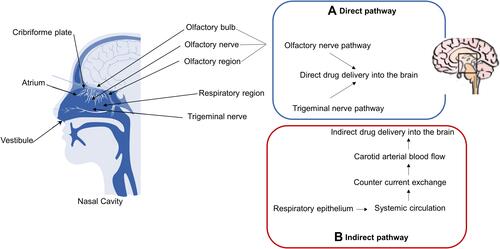 Figure 3 Schematic representation of nasal cavity structure and the mechanisms of drug transport through the nasal mucosa to the brain. (A) Direct pathway: direct drug delivery through the olfactory and trigeminal nerves. (B) Indirect pathway: indirect drug delivery through the countercurrent exchange mechanism in the systemic circulation.