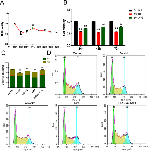 Figure 4 APS promotes HG-induced podocytes growth and cell cycle progression. (A) APS medicated serum with different concentrations. (B) Cell viability at different culture times. (C and D) Flow cytometric detection of cell cycle distribution and proliferation. **P<0.01 vs control, ##P<0.01 vs model.