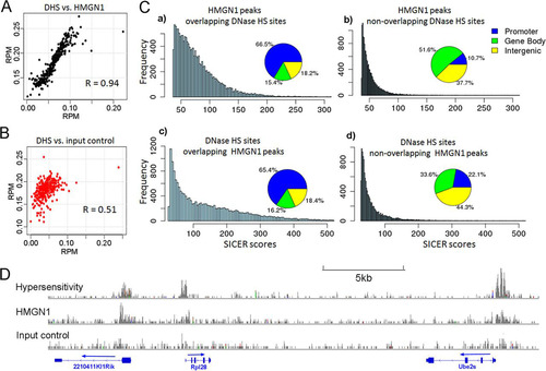 Fig 6 Colocalization of HMGN1 and DNase I hypersensitivity sites (DHS) in neural progenitor cells. (A) Correlation between HMGN1 intensity and DNase I hypersensitivity at all DHS. Average coverage depths (of HMGN1 or hypersensitivity) were calculated at all DNase I-hypersensitive regions. Data, including the corresponding DNase I hypersensitivity data points, were sorted by HMGN coverage depth and then grouped into 100 data point bins and averaged. The Pearson correlation coefficient (R) was calculated for the binned data. (B) Correlation between input signal and DNase hypersensitivity at the same regions. (C) Distributions of HMGN1 peaks that either do or do not overlap DNase HS sites (top two panels) and DNase HS sites that either do or do not overlap HMGN1 peaks (bottom). Note that the overlapping regions have stronger signal intensities and are mostly located in gene promoters. (D) An example of colocalization between HMGN1, DNase I hypersensitivity, and gene promoters.