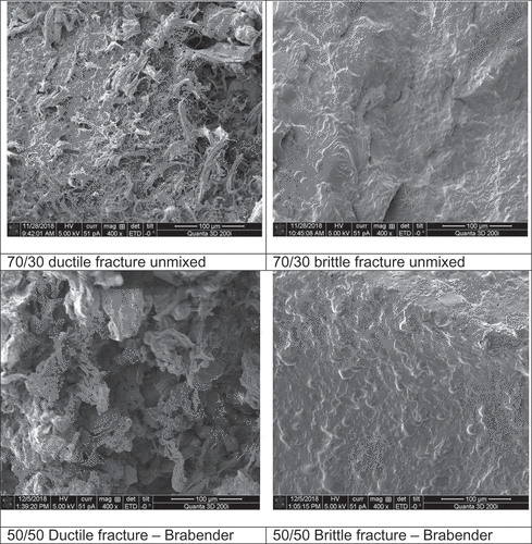 Figure 3. SEM images of fracture surfaces of mixtures of PBAT with thermoplastic starch (PBAT/TPS ratios in 70/30, 50/50 or 30/70 wt.%), prepared either by hammer hit after cooling the sample in liquid nitrogen (right column) or taken from parts of samples broken during tensile tests at room temperature (left column). The composition PBAT/TPS 50:50 is shown for samples either prepared from pellets (“unmixed”, after twin screw compounding) or after reprocessing in Brabender