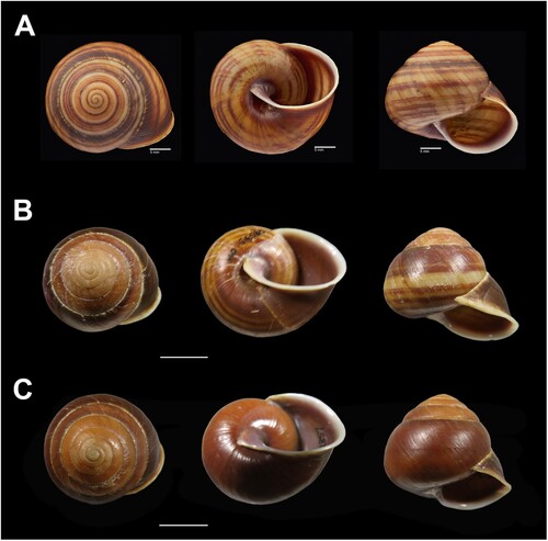 Figure 25. Shell variation in Figuladra vidulus sp. nov. A, QMMO87486, The Hummock, SEQ, holotype; B, QMMO54580, Norval Park, SEQ; C, QMMO12857, Woodgate, SEQ. Scale bars = 10 mm or as indicated. Image A: Queensland Museum.