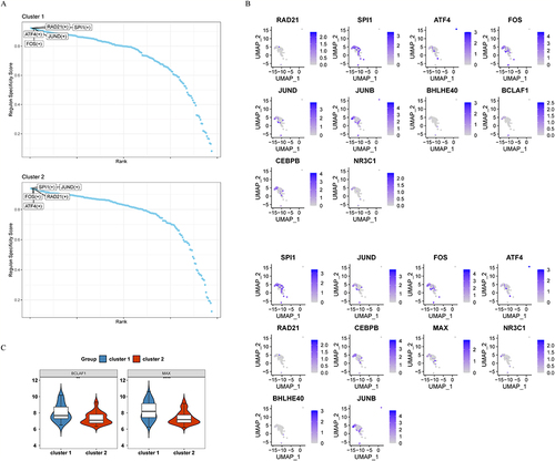 Figure 10 Identification of transcription factors of characteristic genes. (A) The top 10 TFs with the highest regulon specificity score in each subgroup. (B) Expression of the top 10 TFs in each cell cluster. (C) Expression of BCLAF1 and MAX in two subgroups. ****p<0.0001, **p<0.01.