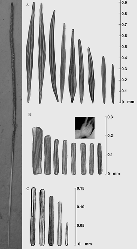 Figure 3. Different types of sclerites of Protoptilum carpenteri: from A, rachis, B, polyps, C, peduncle.