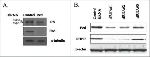 Figure 1. Ecd knockdown decreases the levels of hyperphosphorylated Rb and E2F target DHFR. Lysates of cells expressing control or Ecd siRNA were blotted with anti-Rb, anti-Ecd or anti-α-tubulin (used as a loading control) in (A) or anti-Ecd, anti-DHFR and β-actin (loading control) in (B). In (B) 3 distinct siRNAs were used for Ecd.